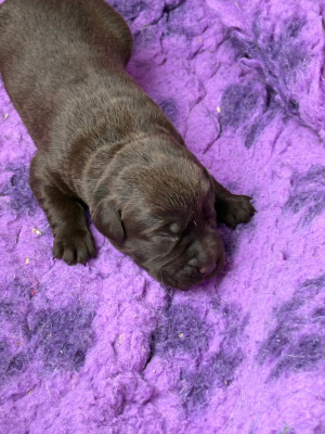 CHIOT 6