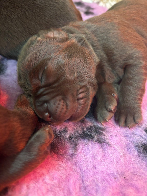 CHIOT 2
