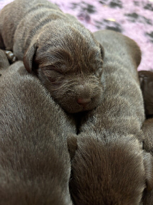 CHIOT 4
