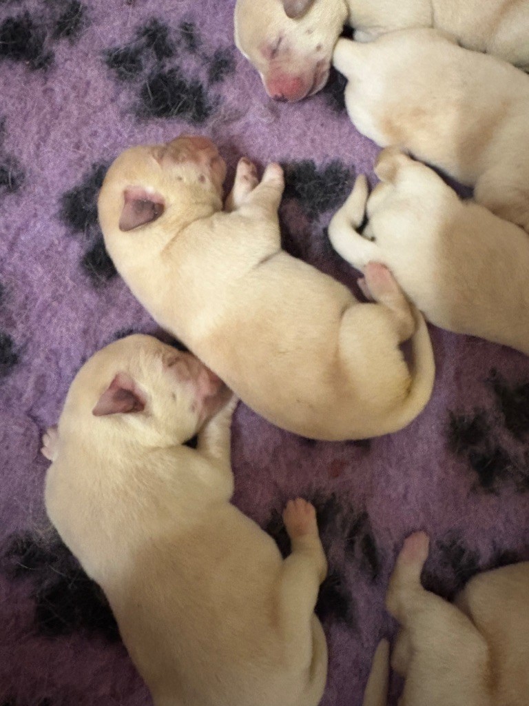 Du Domaine De Terrut - Chiots disponibles - Labrador Retriever