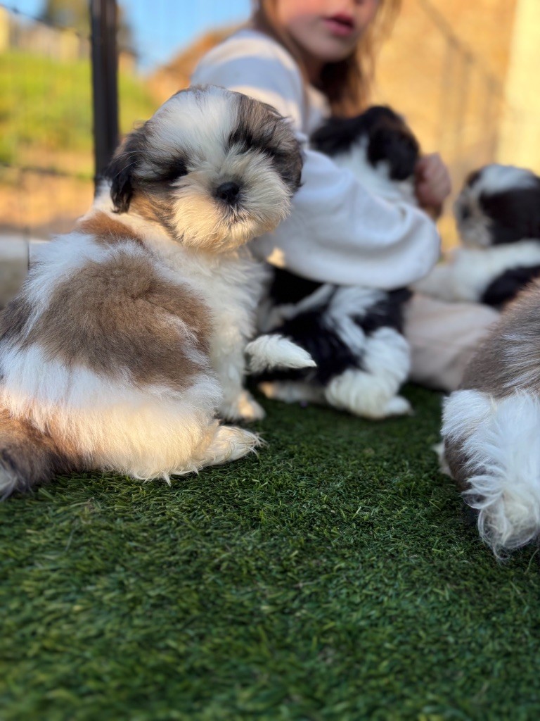 Du Domaine De Terrut - Chiots disponibles - Shih Tzu