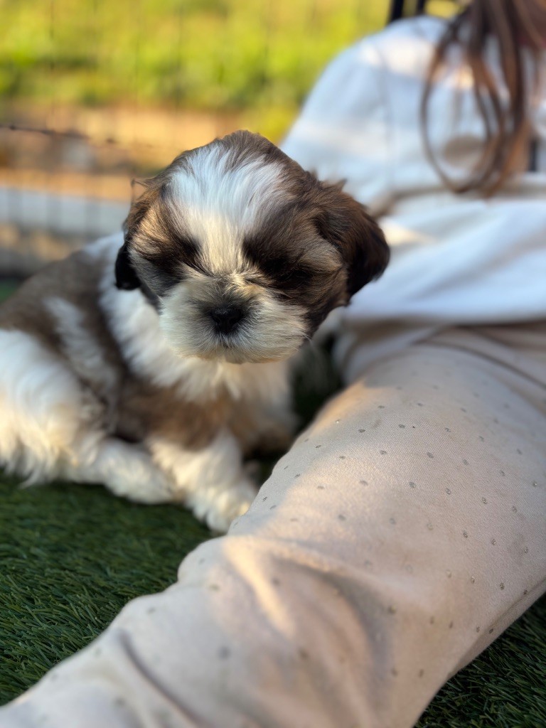 Du Domaine De Terrut - Chiots disponibles - Shih Tzu