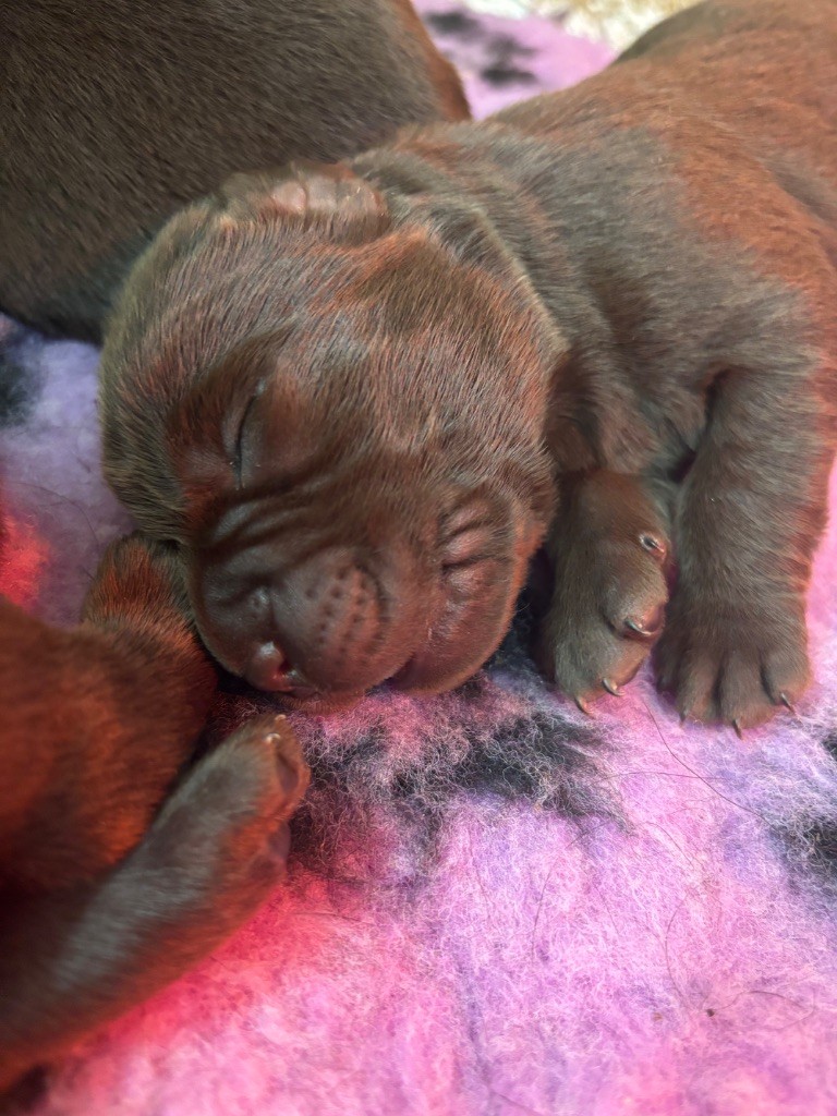 Du Domaine De Terrut - Chiots disponibles - Labrador Retriever