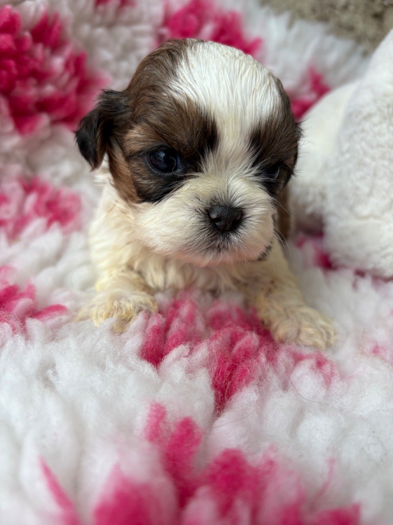 Du Domaine De Terrut - Chiots disponibles - Shih Tzu
