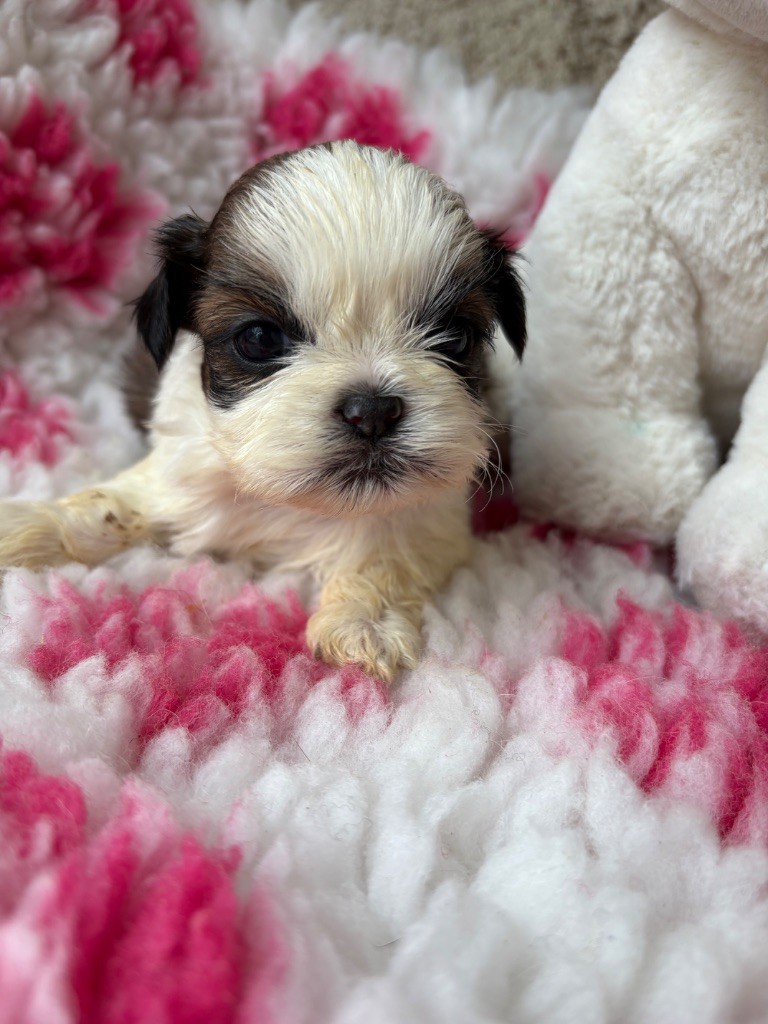 Du Domaine De Terrut - Chiots disponibles - Shih Tzu