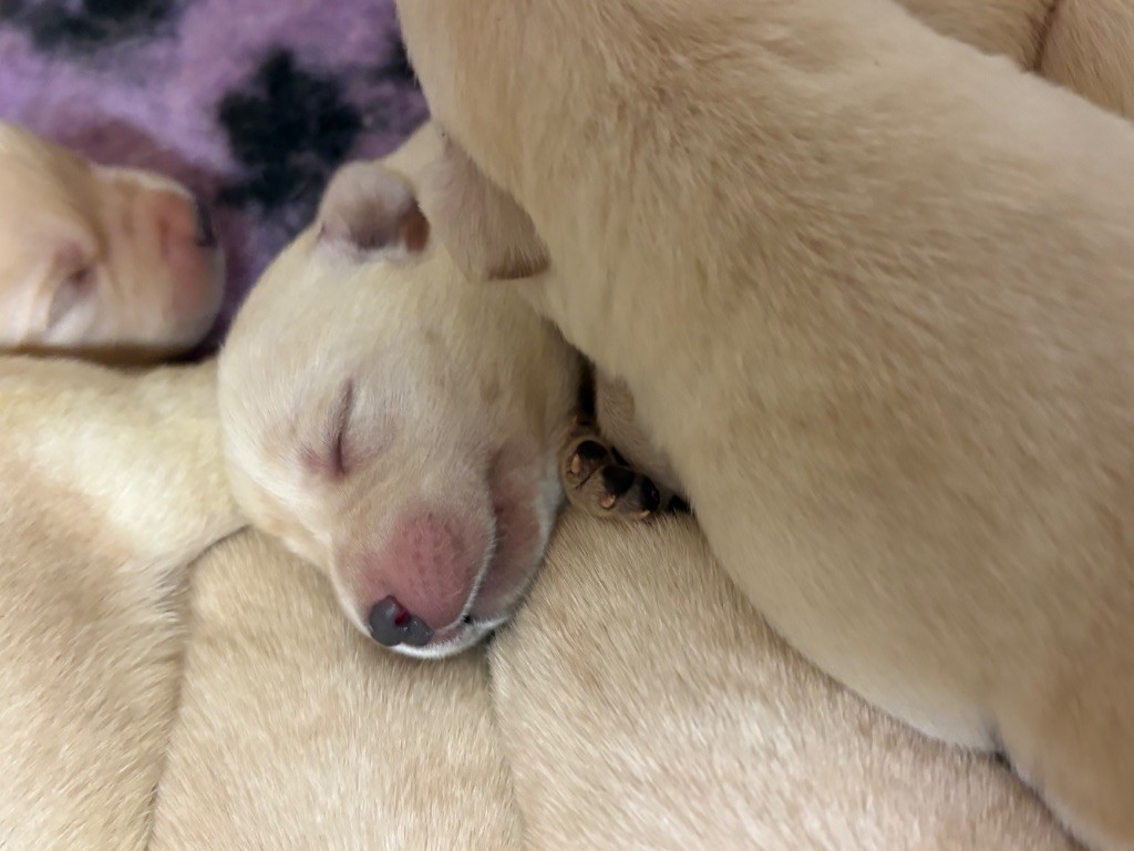 Du Domaine De Terrut - Chiots disponibles - Labrador Retriever