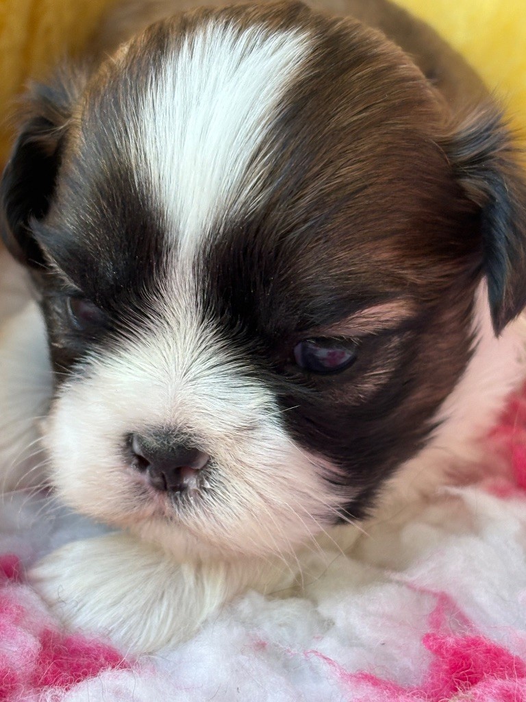 Du Domaine De Terrut - Chiots disponibles - Shih Tzu