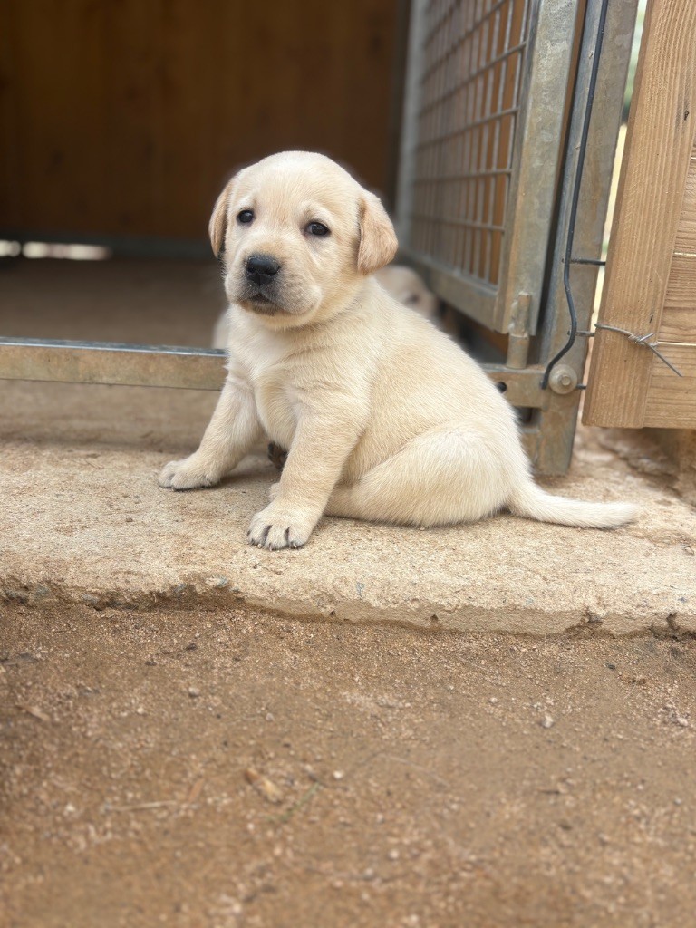 Du Domaine De Terrut - Chiots disponibles - Labrador Retriever