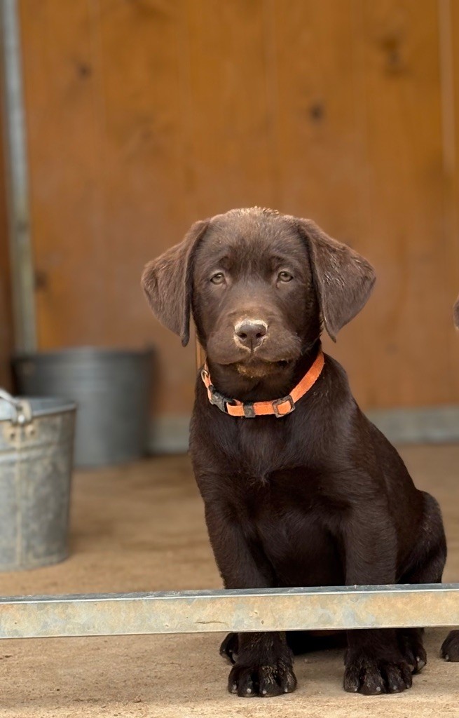 Du Domaine De Terrut - Chiots disponibles - Labrador Retriever