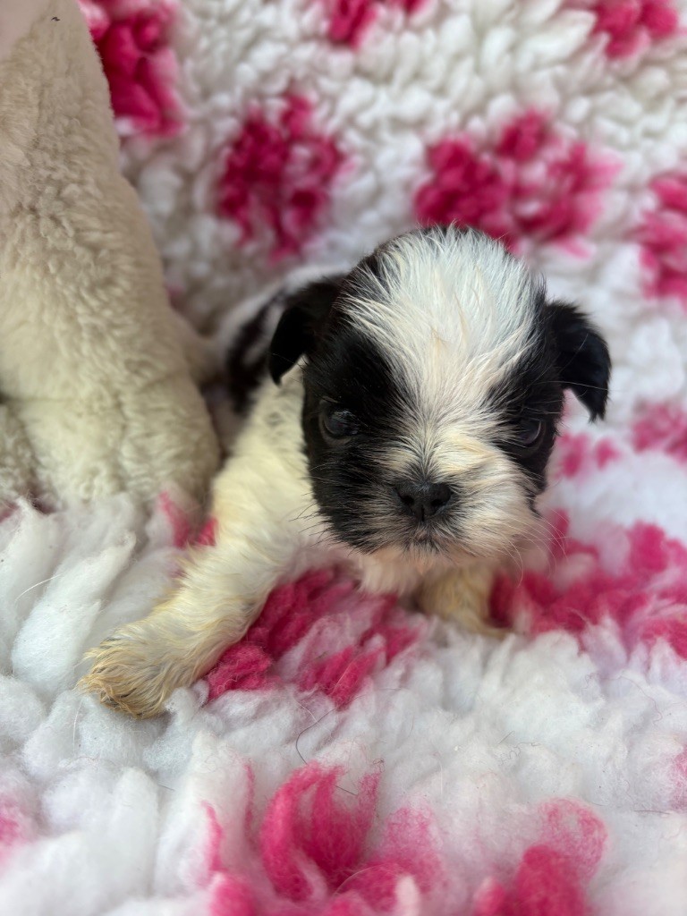 Du Domaine De Terrut - Chiots disponibles - Shih Tzu