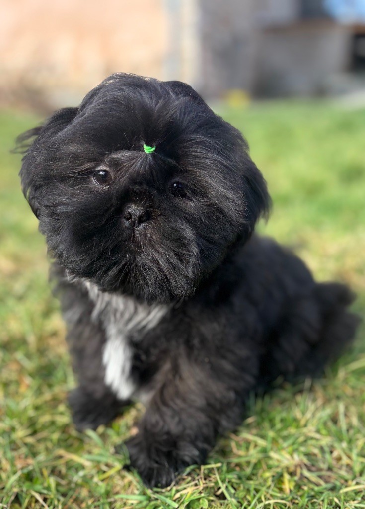 Du Domaine De Terrut - Chiots disponibles - Shih Tzu