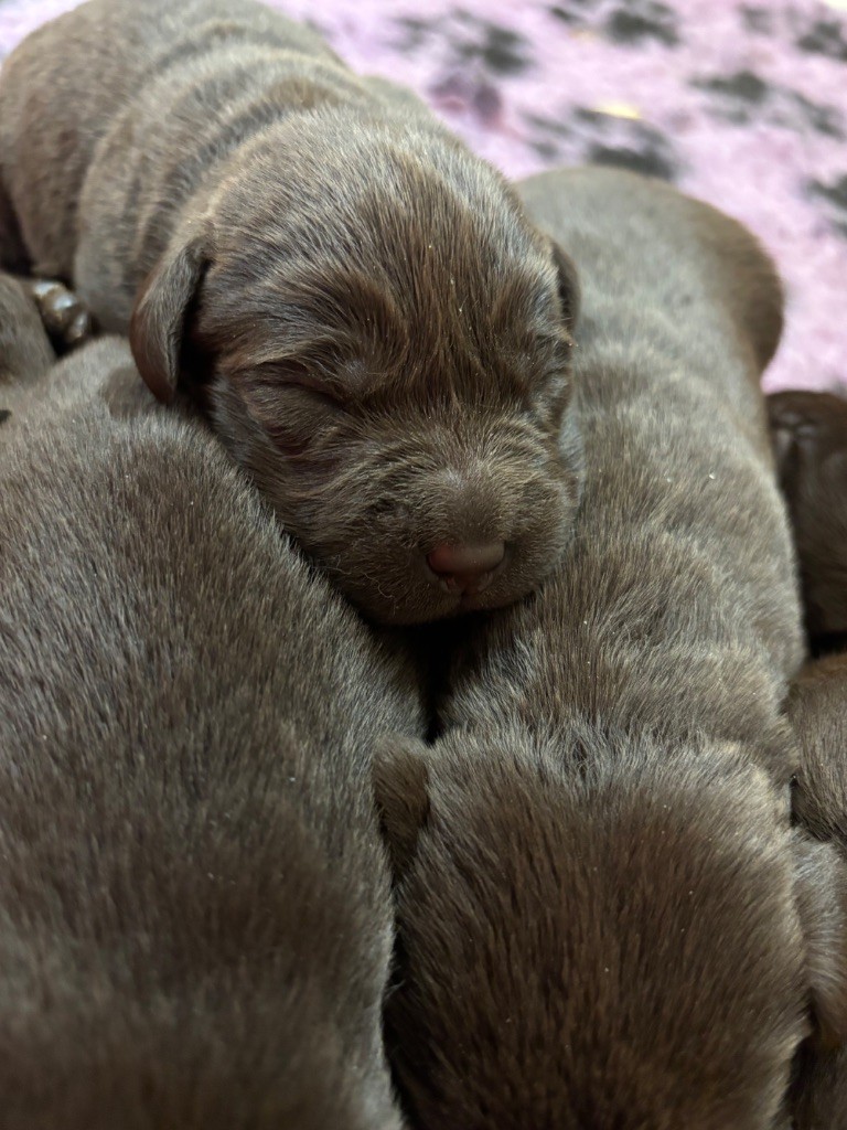 Du Domaine De Terrut - Chiots disponibles - Labrador Retriever