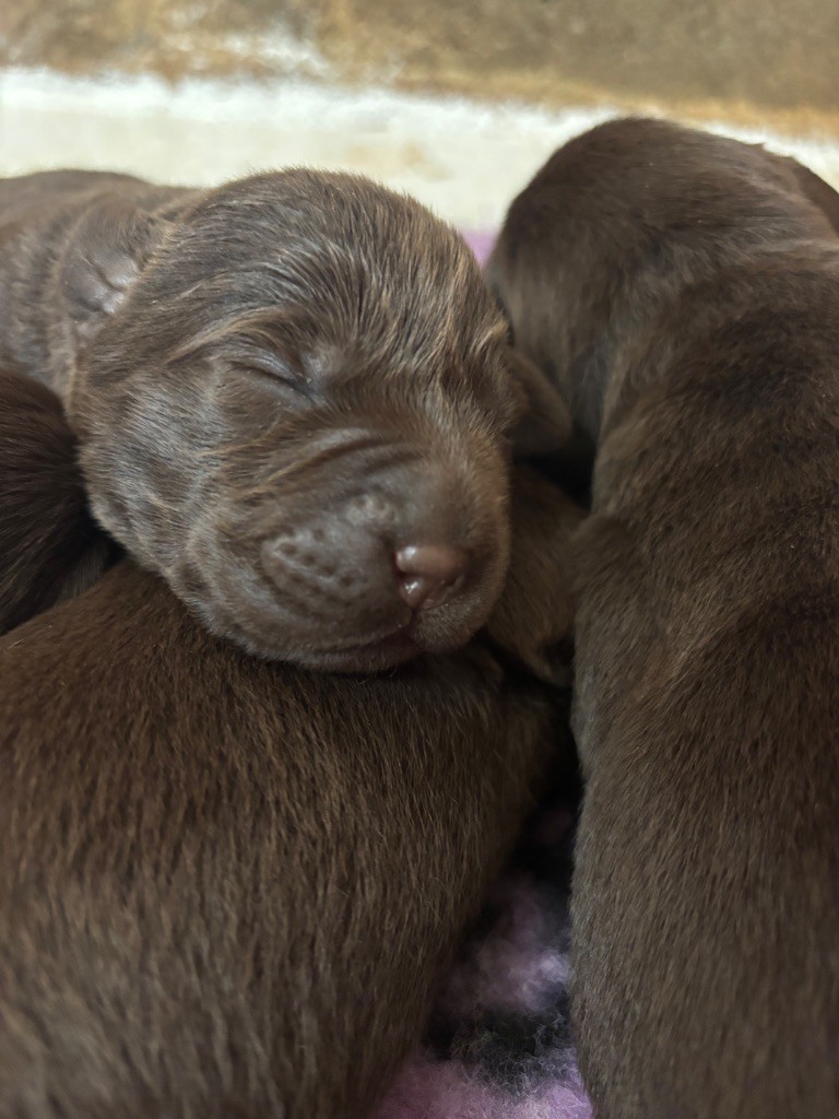 Du Domaine De Terrut - Chiots disponibles - Labrador Retriever