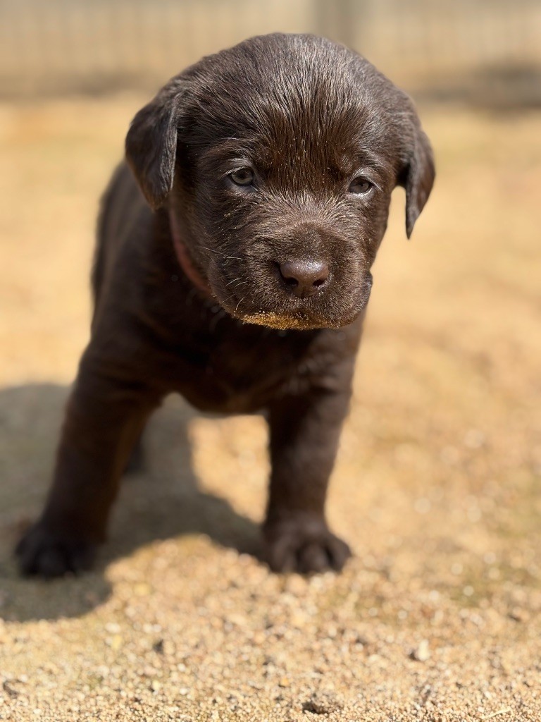 Du Domaine De Terrut - Chiots disponibles - Labrador Retriever