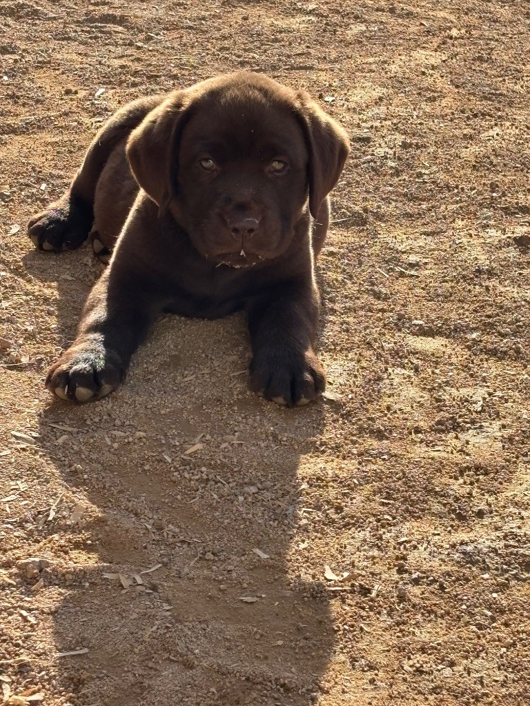 Du Domaine De Terrut - Chiots disponibles - Labrador Retriever