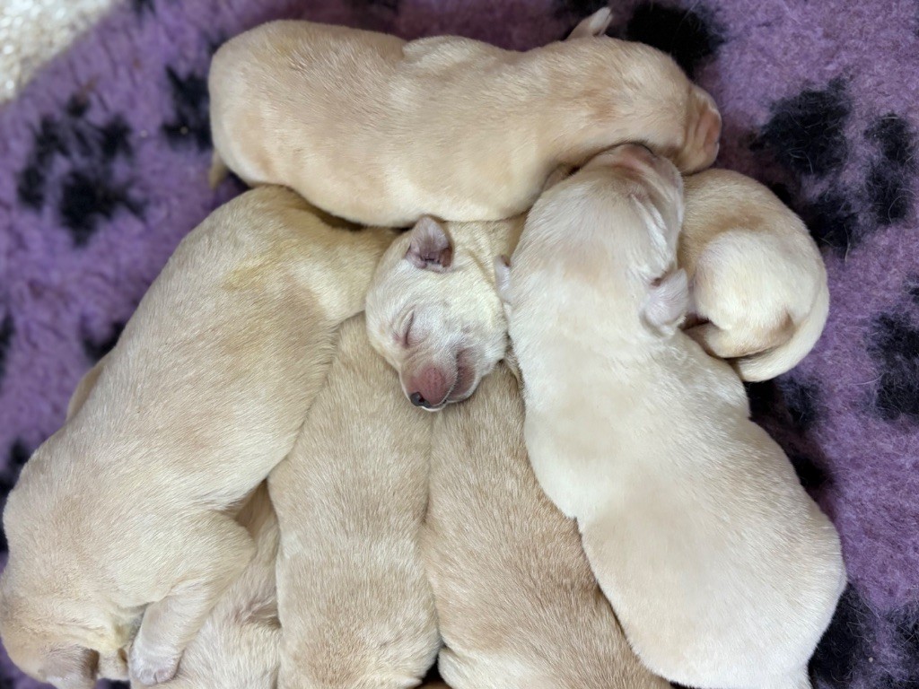 Du Domaine De Terrut - Chiots disponibles - Labrador Retriever