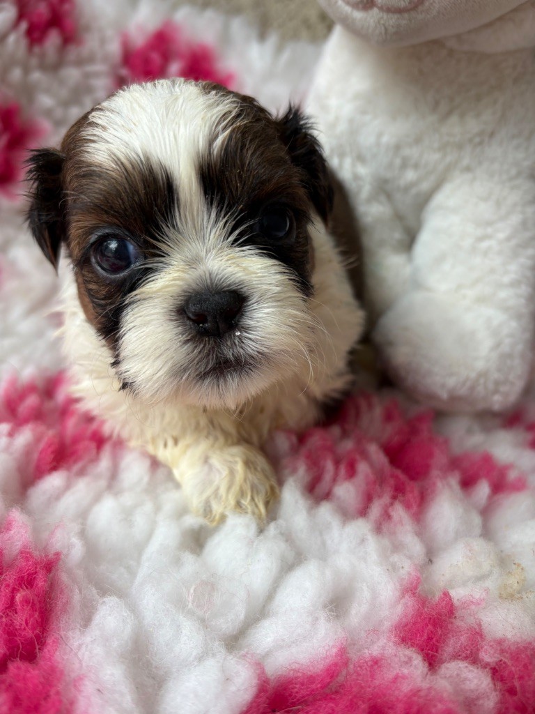 Du Domaine De Terrut - Chiots disponibles - Shih Tzu