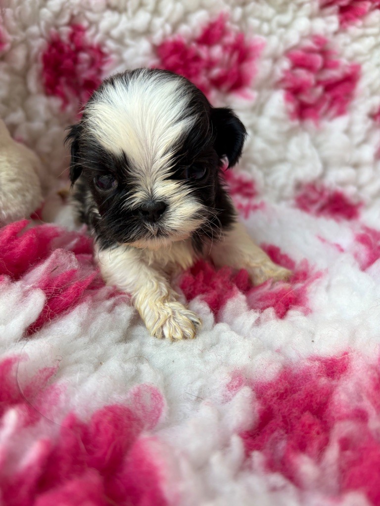 Du Domaine De Terrut - Chiots disponibles - Shih Tzu