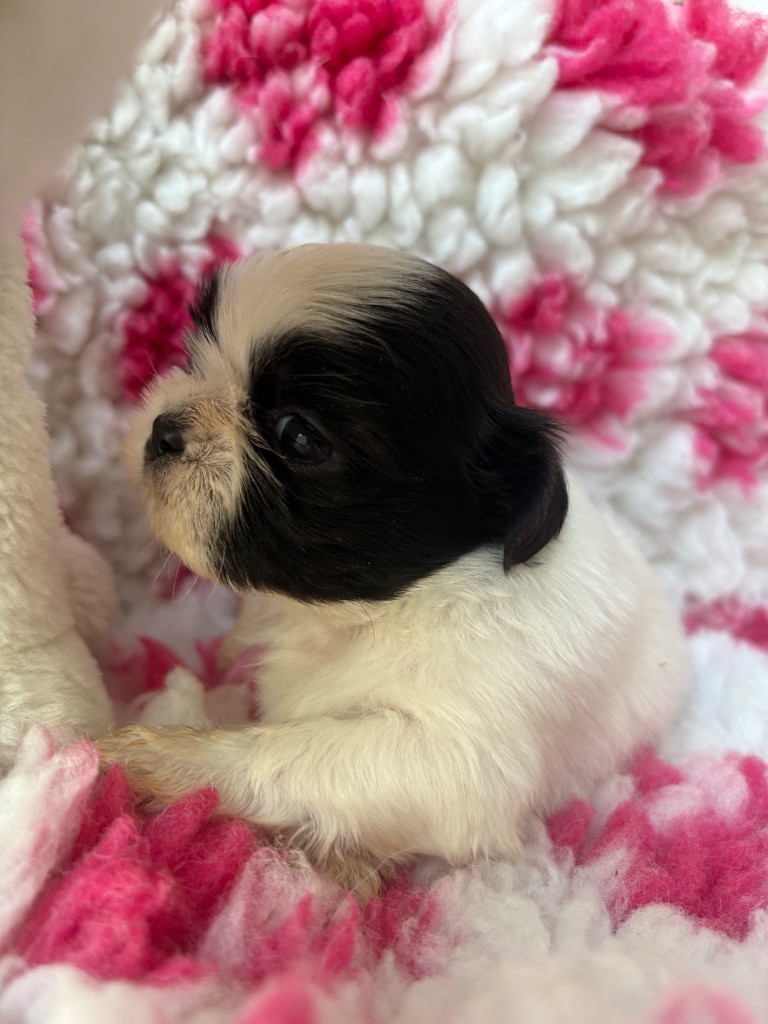 Du Domaine De Terrut - Chiots disponibles - Shih Tzu